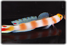 Pinkbar Goby